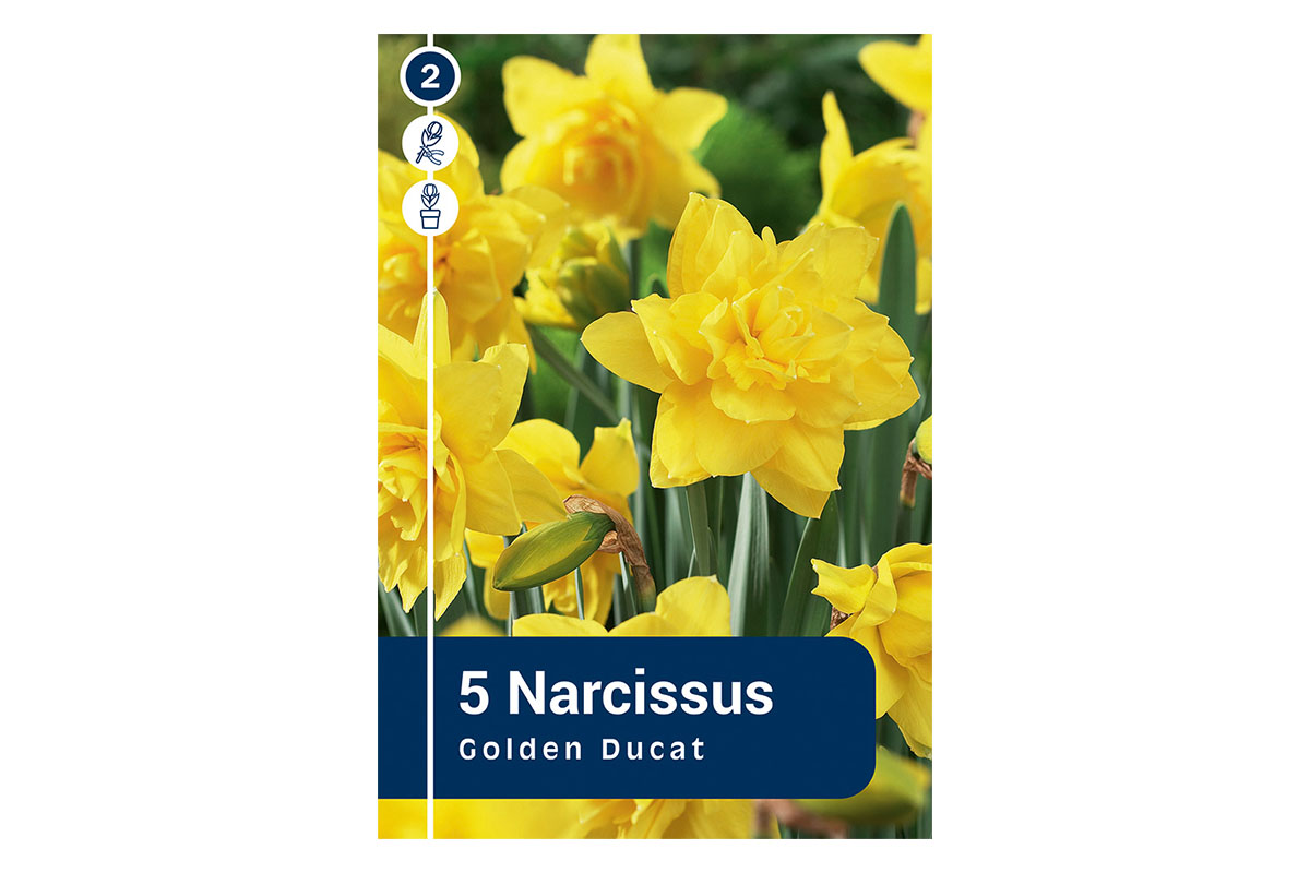 Master Narcissus Golden Ducat 5/1 