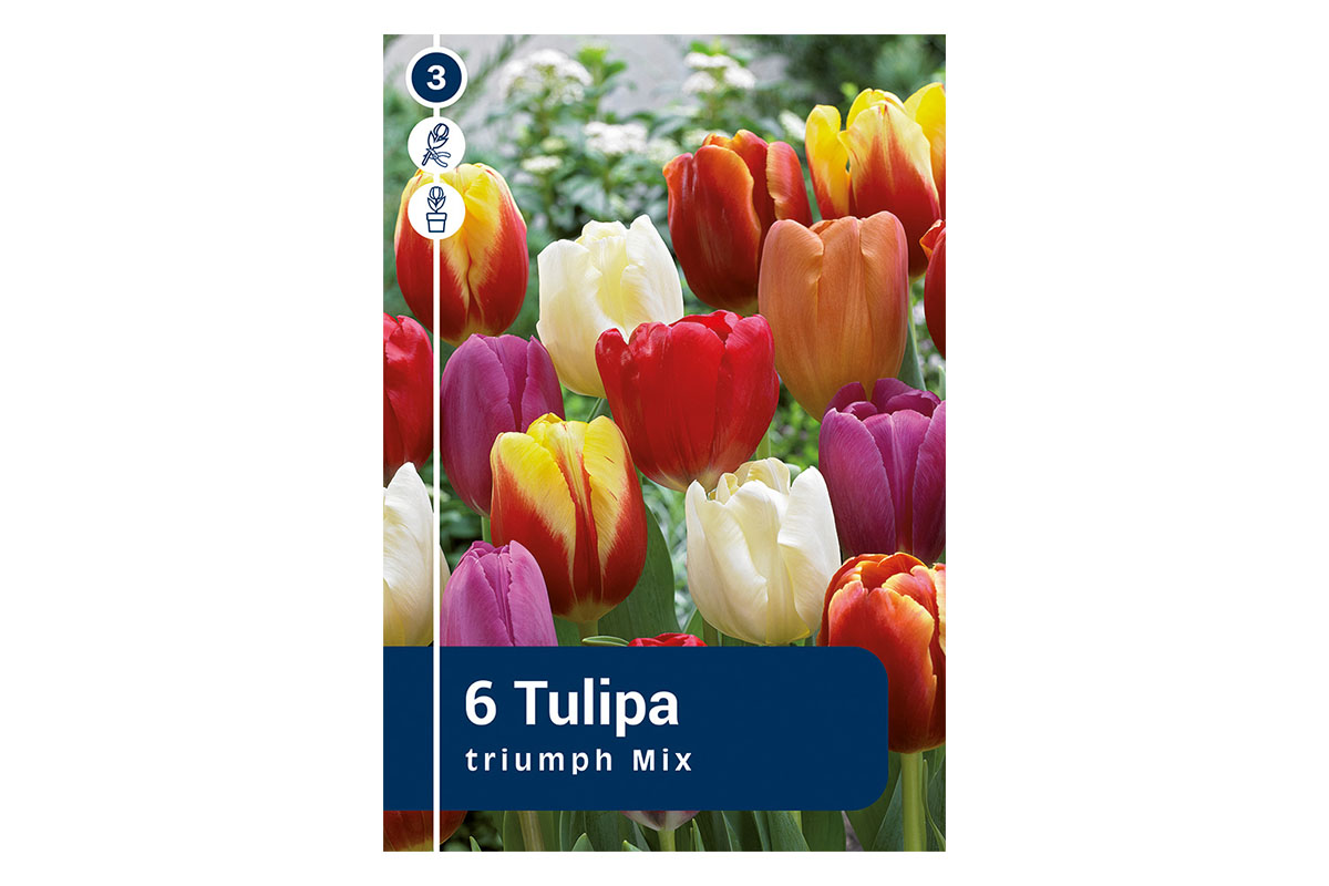 Master Tulipa Triumph Mix 6/1 