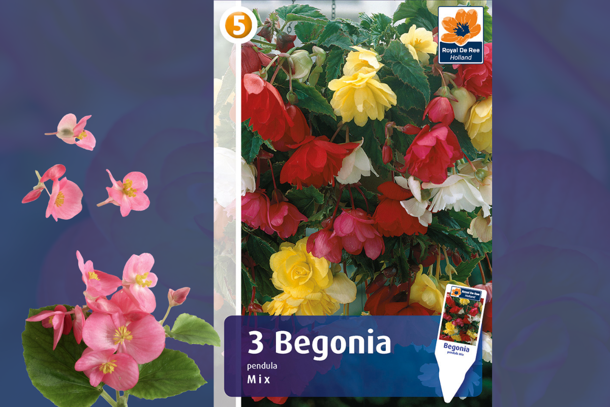 Master Begonia pendula mix 3/1