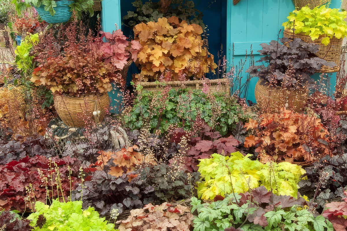 HEUCHERA (HOJHERA) P.12   DD-Z 