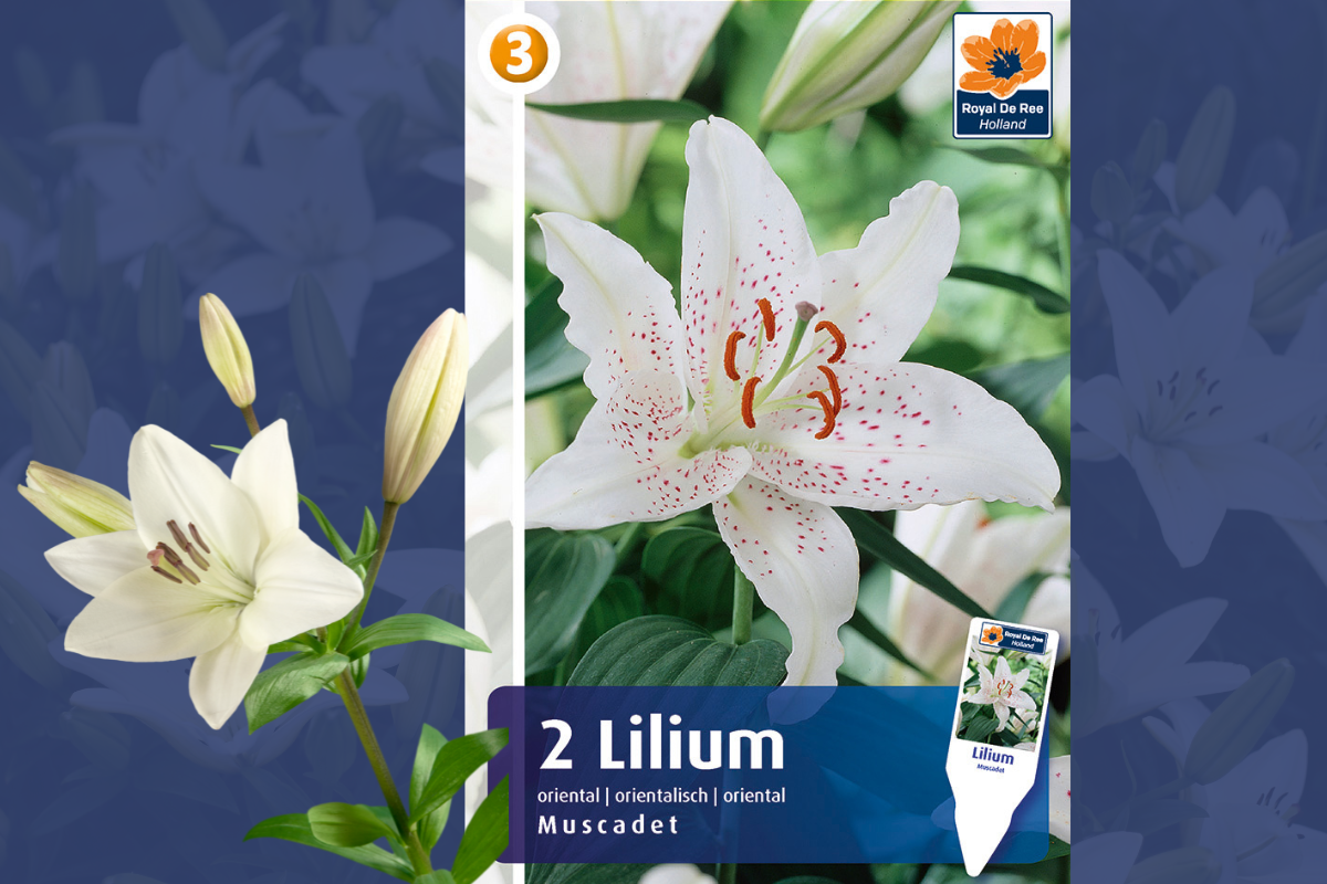 Master Lilium Oriental Muscadet 2/1 