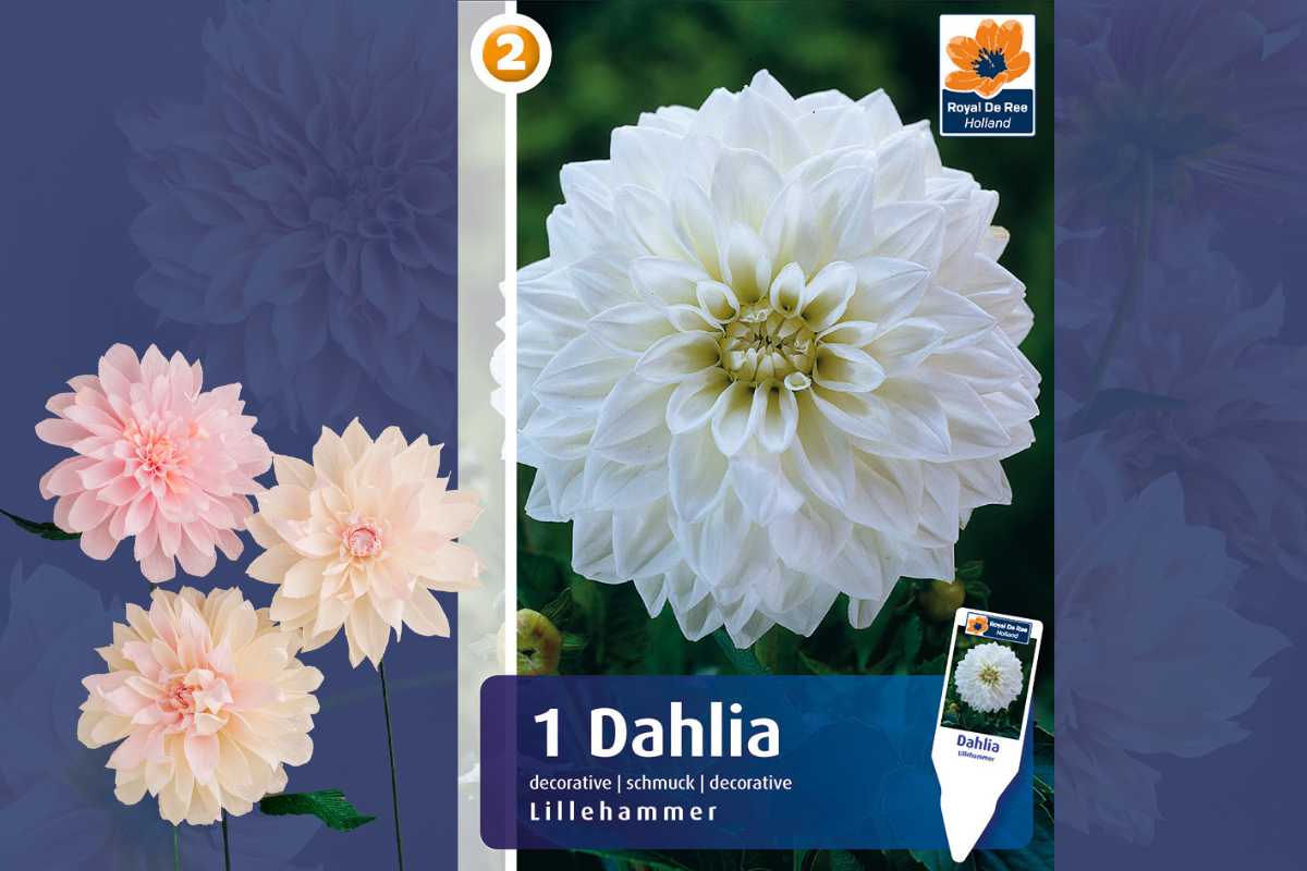Master Dahlia decorative Lillehammer 1/1