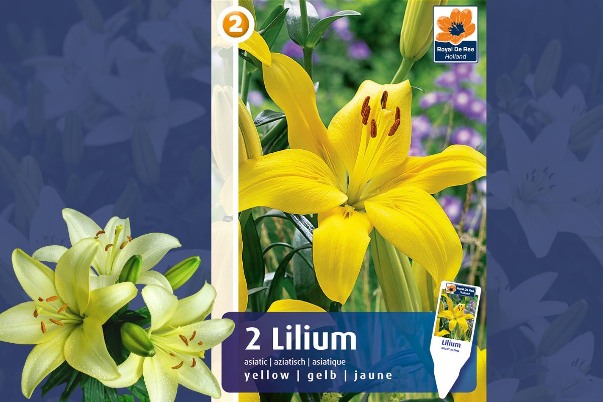 Master Lilium Asiatic Yellow 2/1 