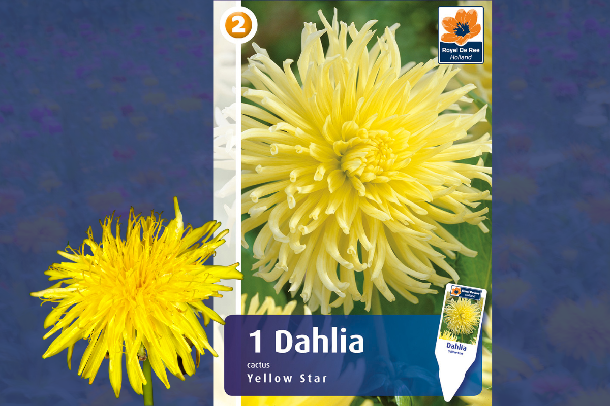 Master Dahlia Cactus Yellow Star 1/1 