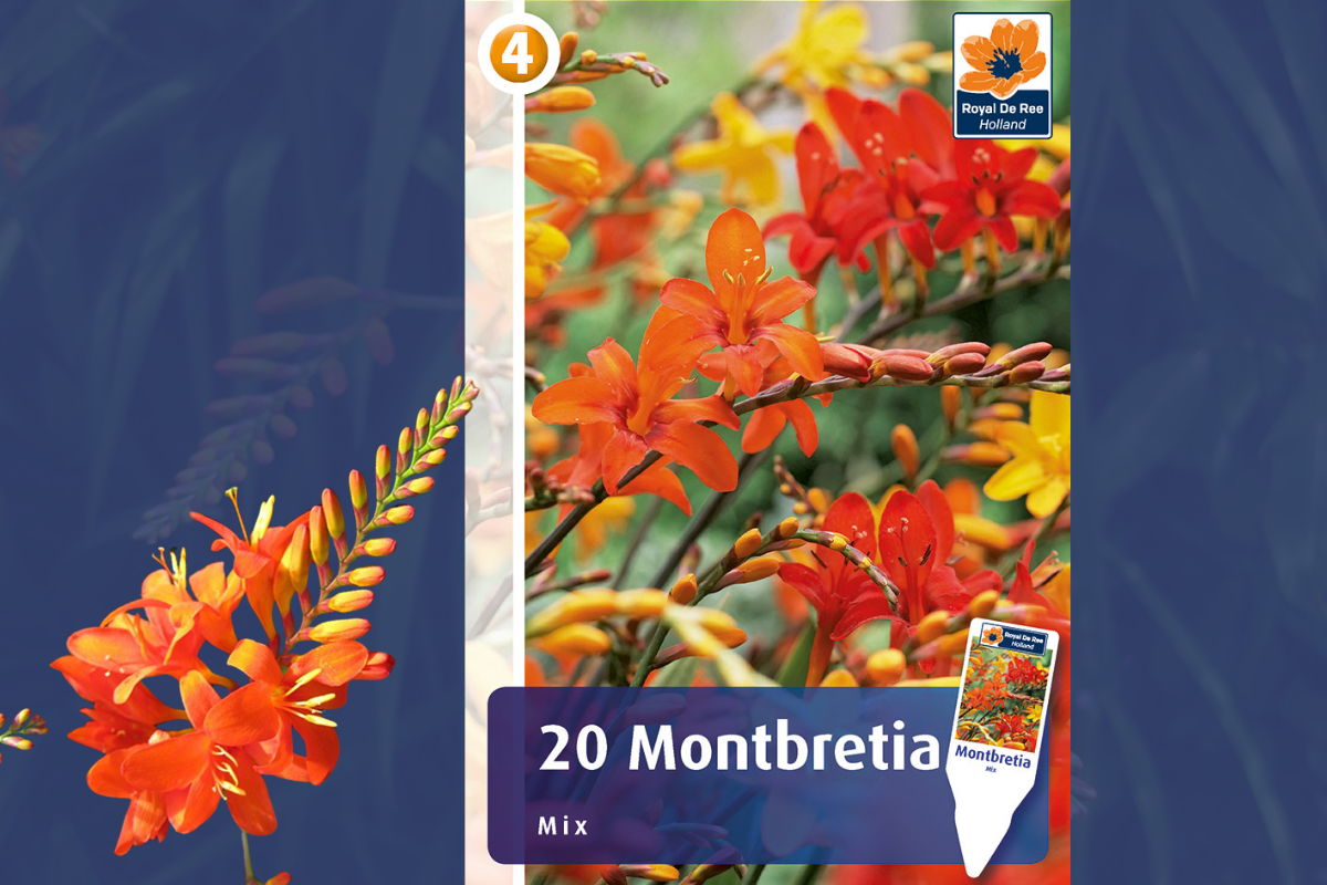 Master Montbretia Mix 20/1 