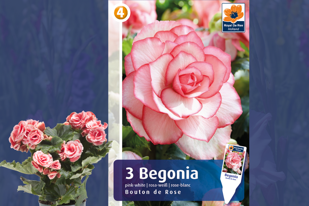 Master Begonia Bouton De Rose 3/1 