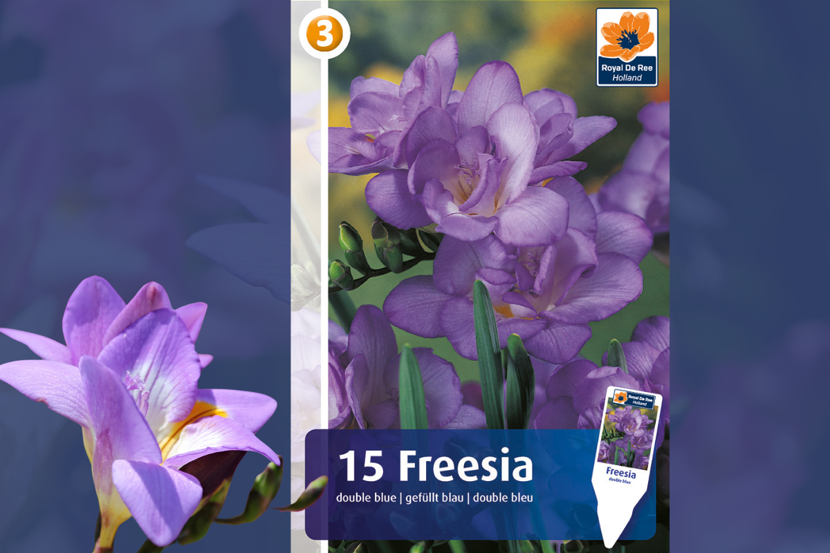 Master Freesia Double Blue 15/1 