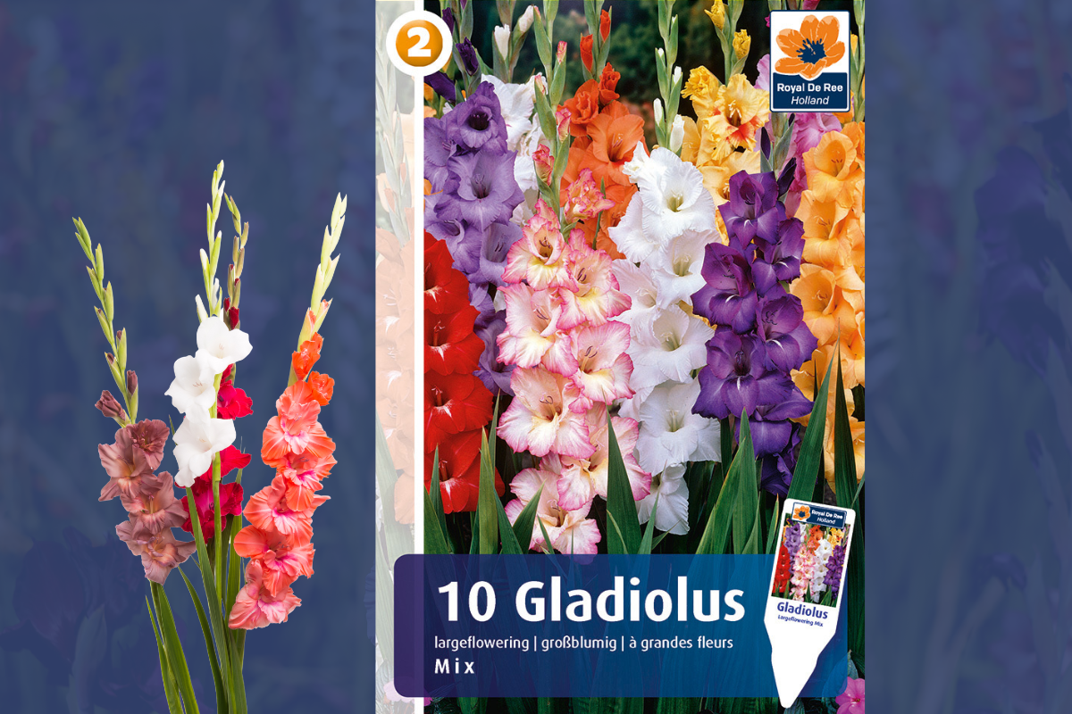 Master Gladiolus Mix 10/1 