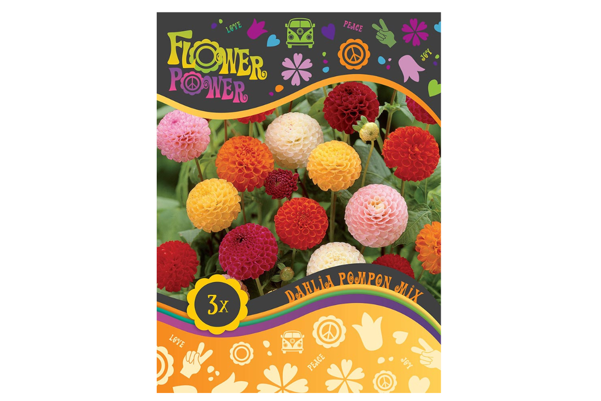 Flower Power Dahlia Pompon Mix 3/1 
