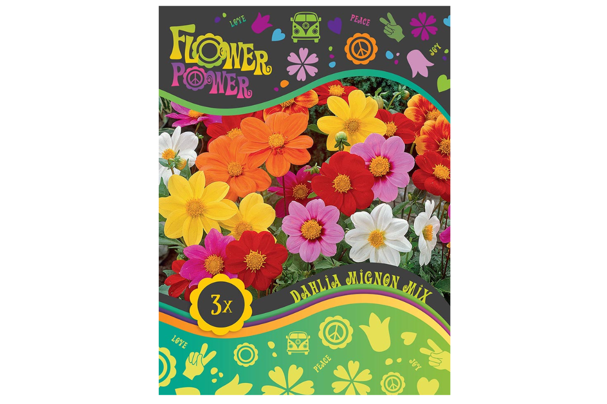 Flower Power Dahlia Mignon Mix 3/1 