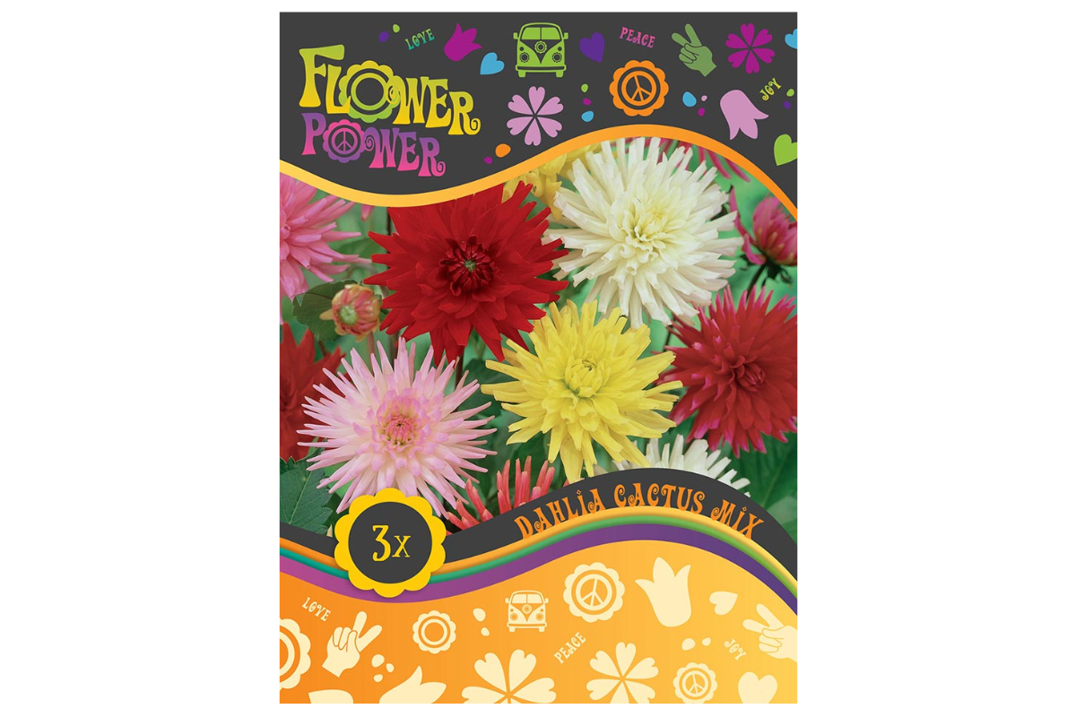 Flower Power Dahlia Cactus Mix 3/1 