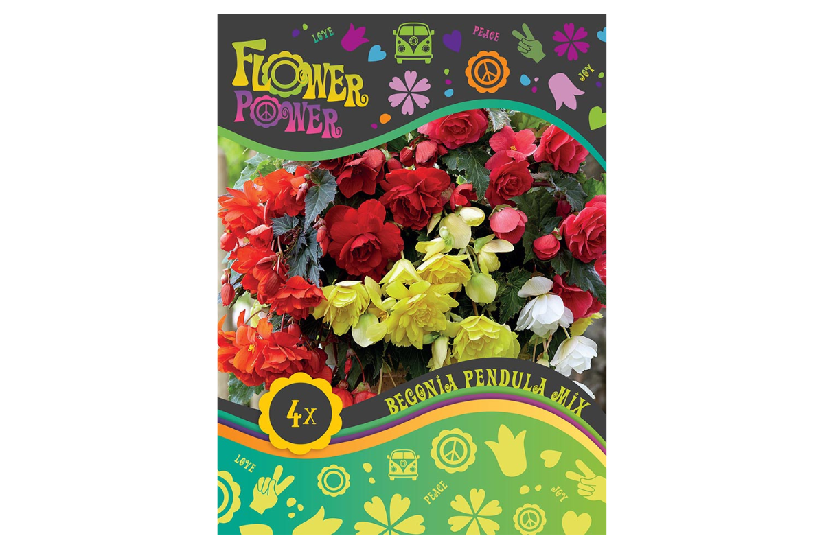 Flower power Begonia Pendula Mix 4/1