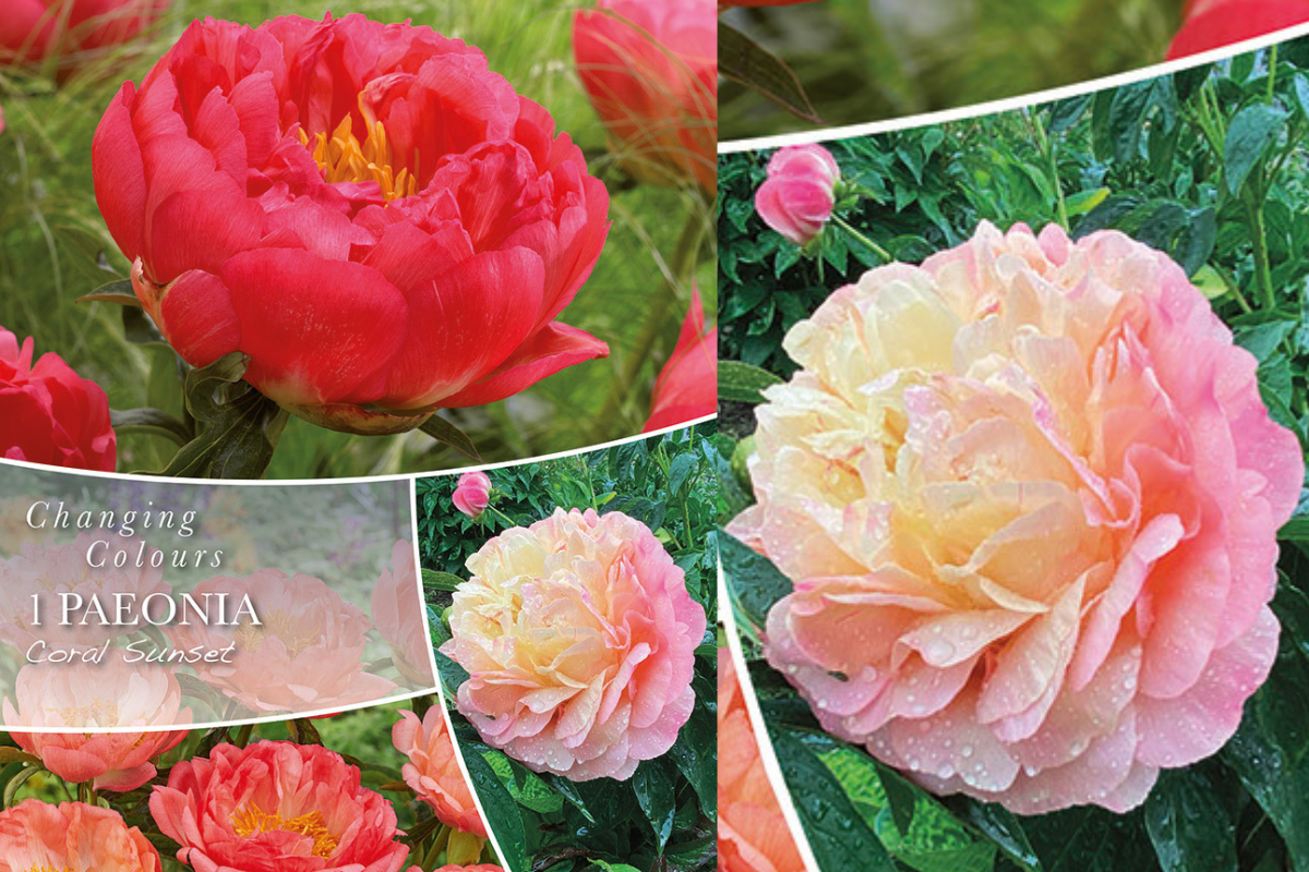 Changing Colors Paeony Coral Sunset 1/1