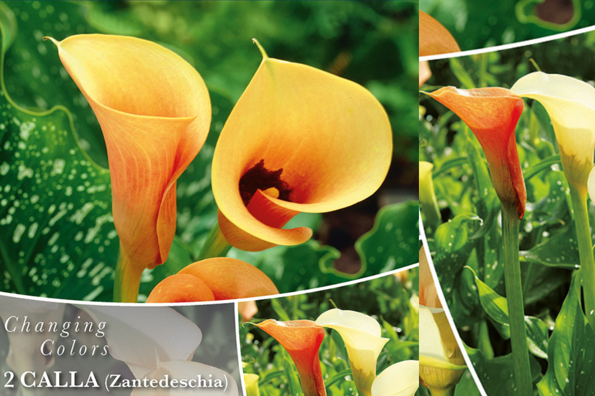 Changing Colors Calla Cameo 2/1