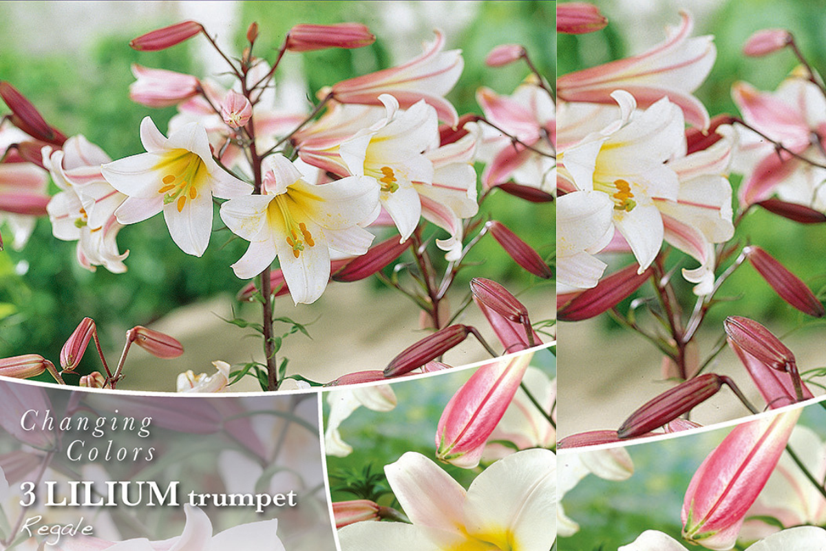 Changing colors Lilium Regale 3/1