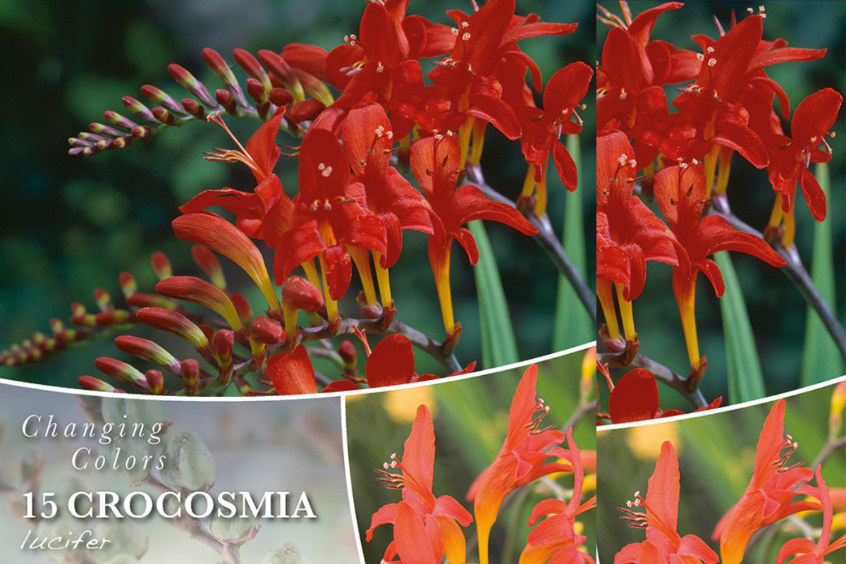 Changing Colors Crocosmia Lucifer 15/1