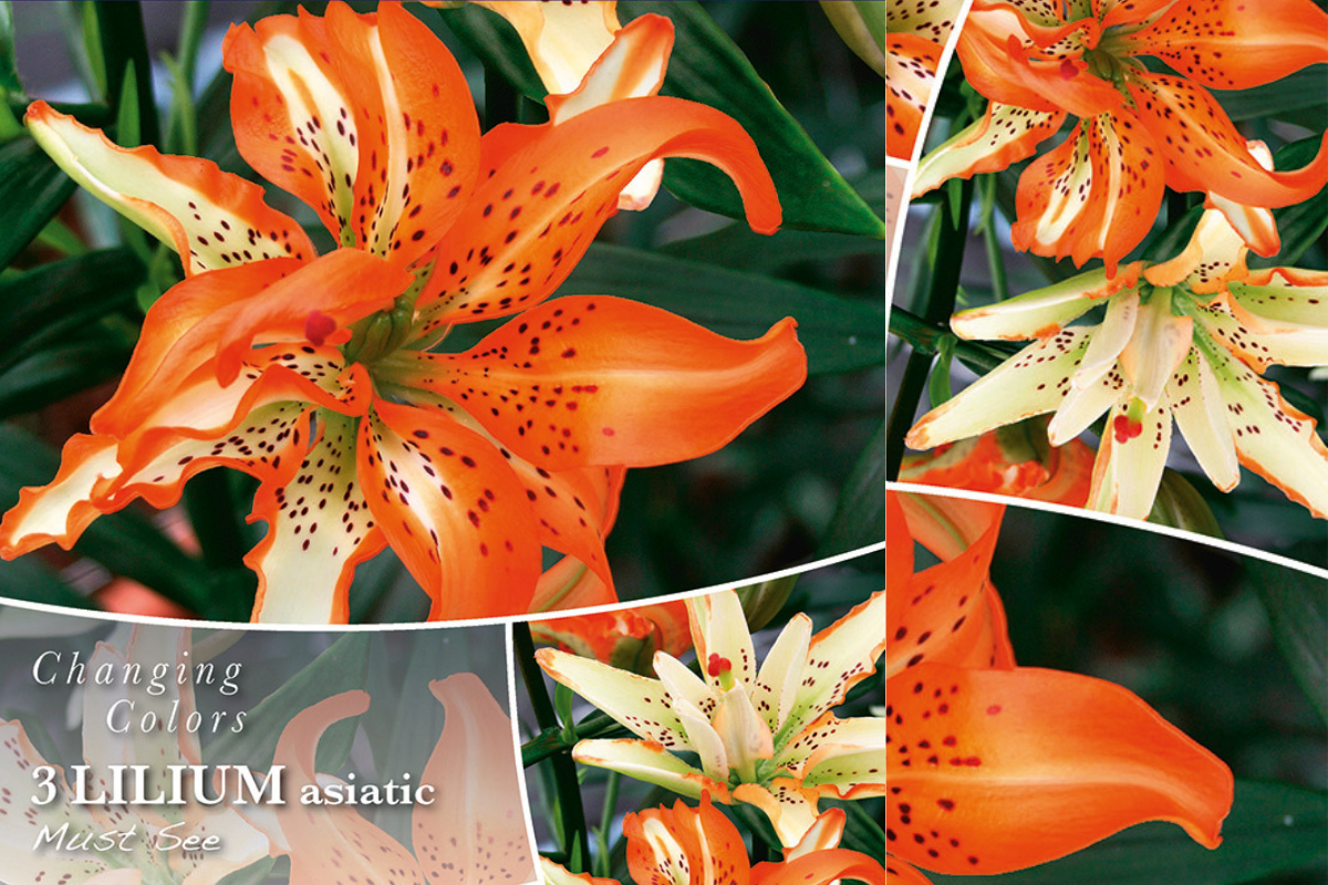 Changing Colors Lilium Must See 3/1