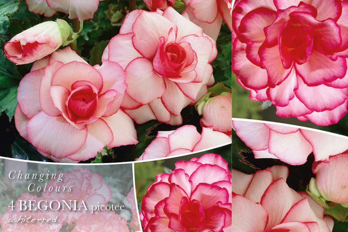 Changing colors Begonia Picotee White/Red 4/1