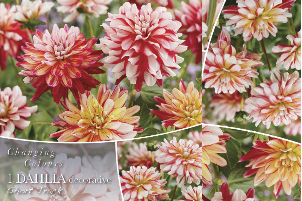 Changing Colors Dahlia Short Track 1/1