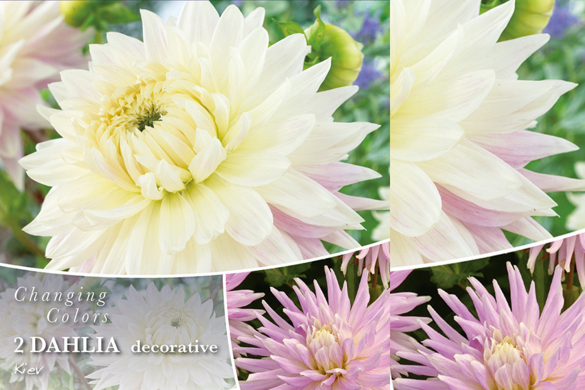 Changing Colors Dahlia Kiev 2/1