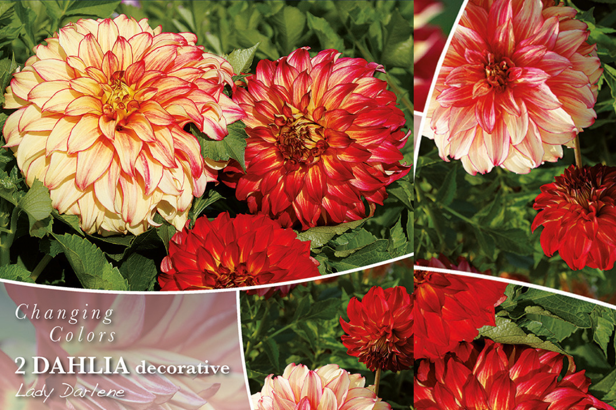 Changing Colors Dahlia Lady Darlene 2/1
