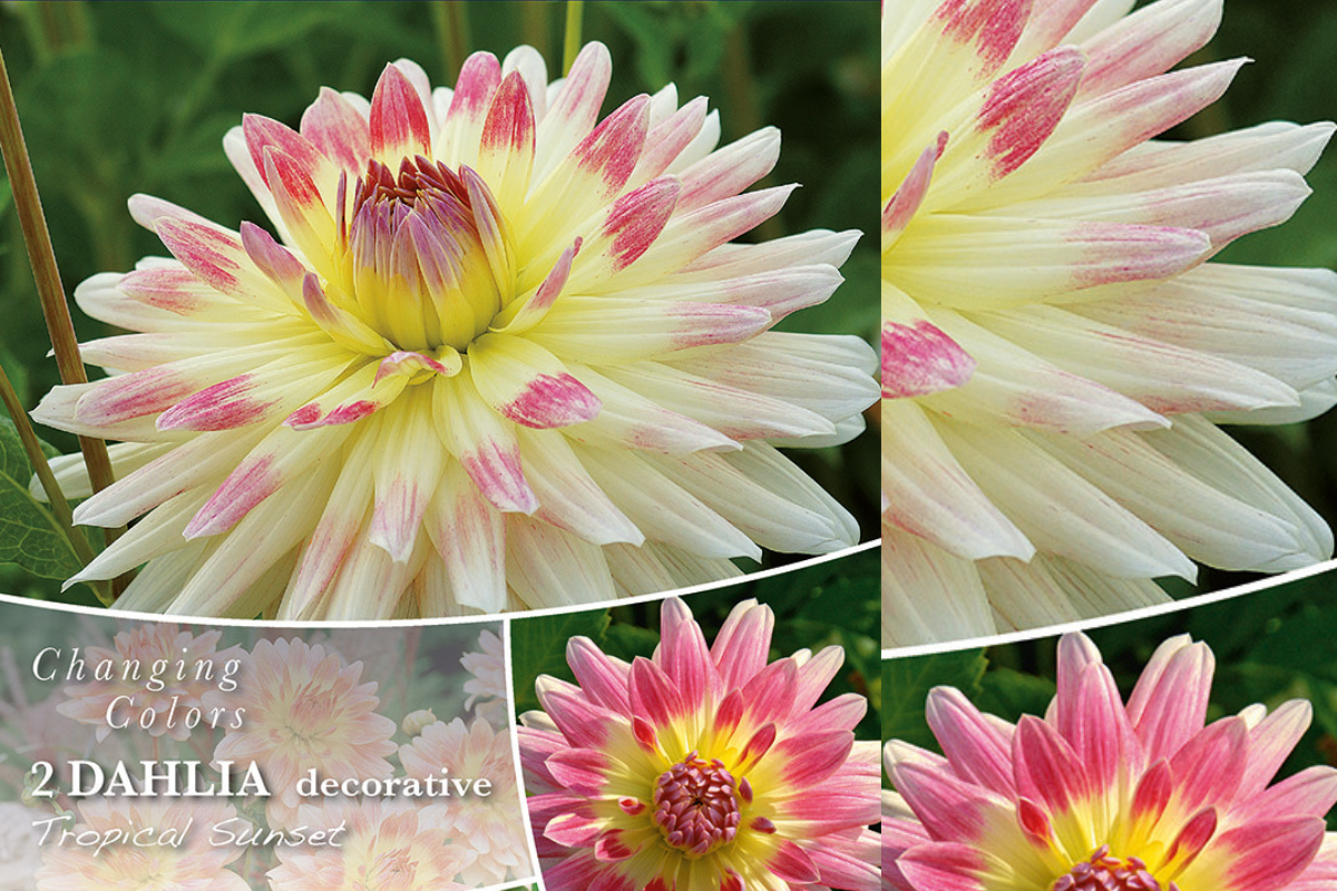Changing Colors Dahlia Tropical Sunset 2/1
