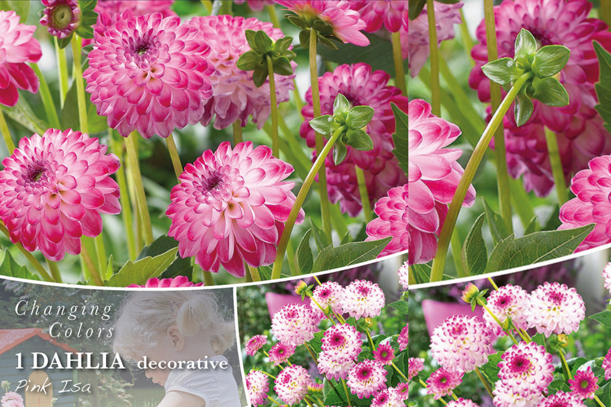Changing Colors Dahlia Pink Isa 1/1