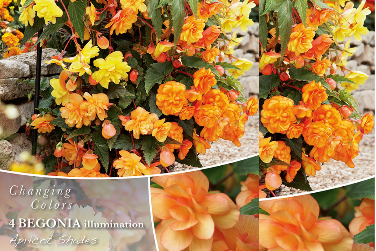 Changing colors Begonia Illumination Apricot Shades 4/1