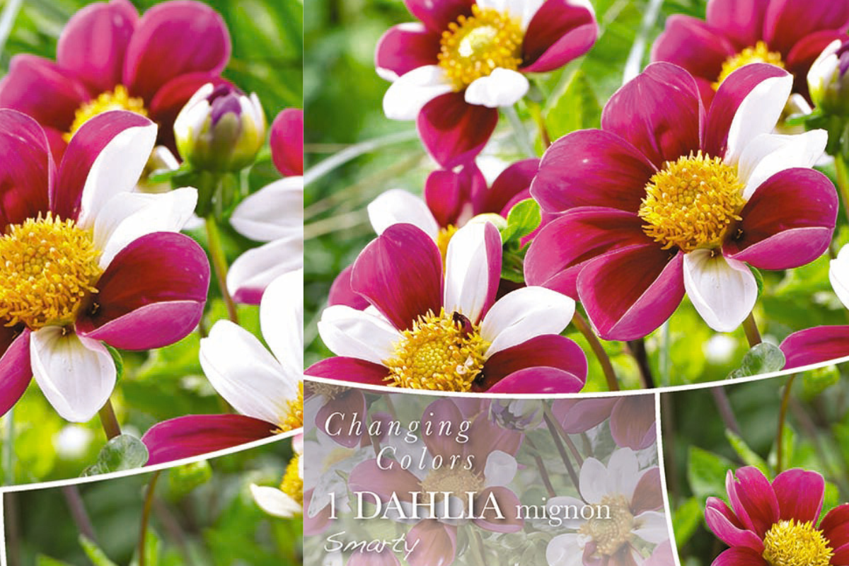 Changing Colors Dahlia Smarty 1/1