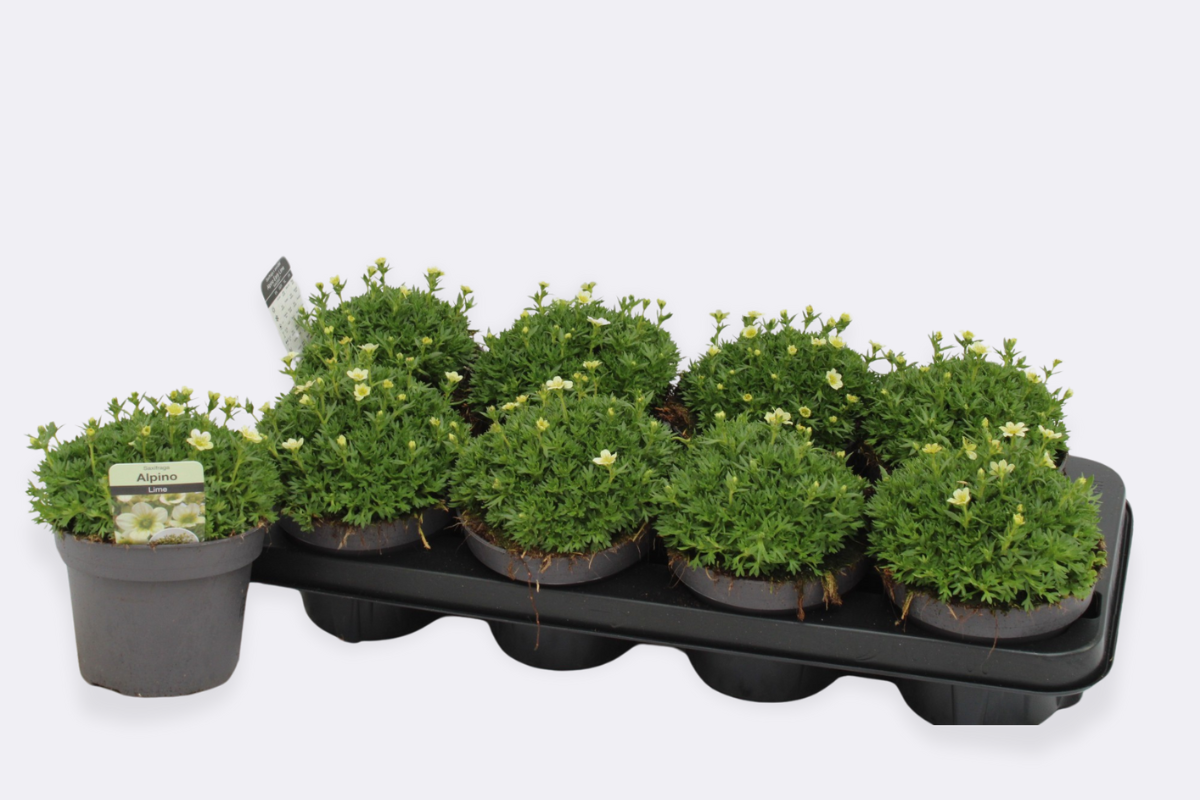 SAXIFRAGA (Saxifraga × arendsii Alpino White), P13H20