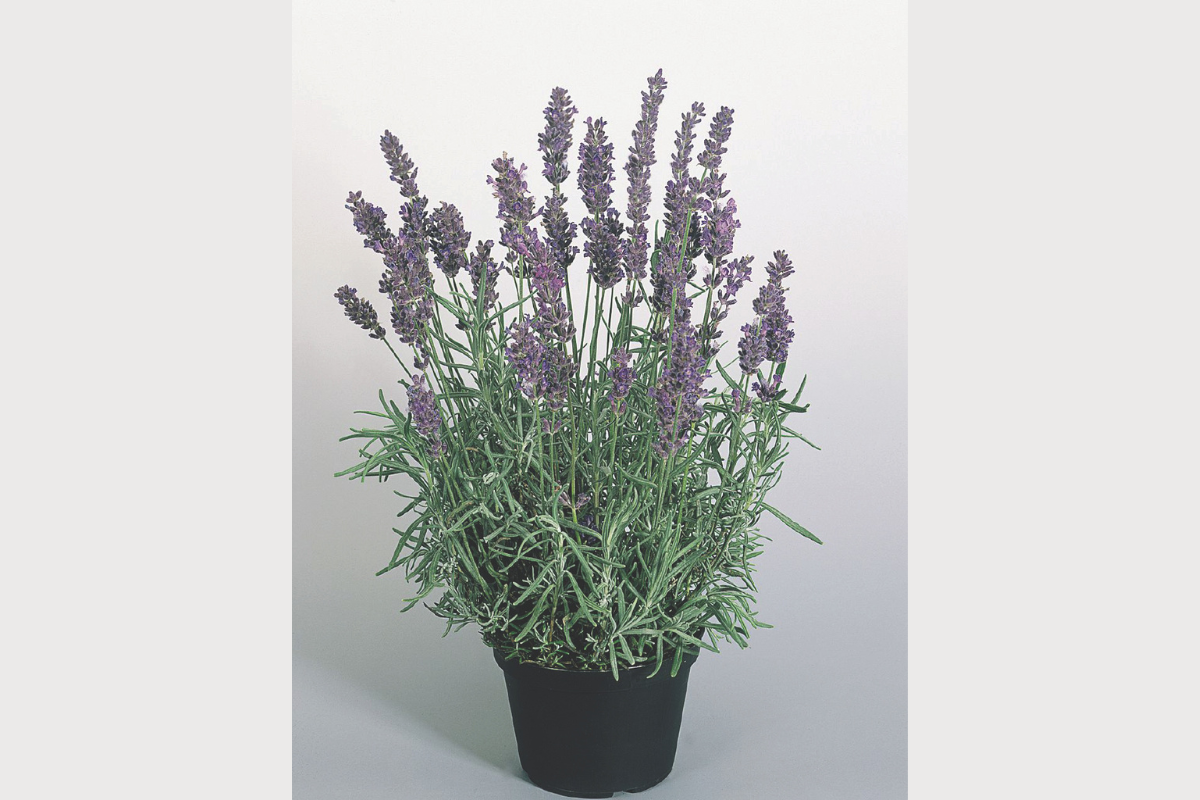 SIVKA (Lavandula angustifolia