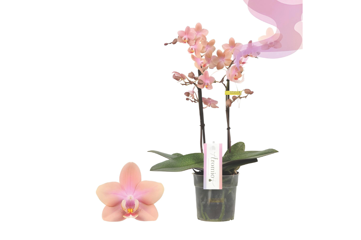 ORHIDEJA PHALAENOPSIS (Phalaenopsis sp.), DIŠEČA, 2 STEBELNA, P12H35