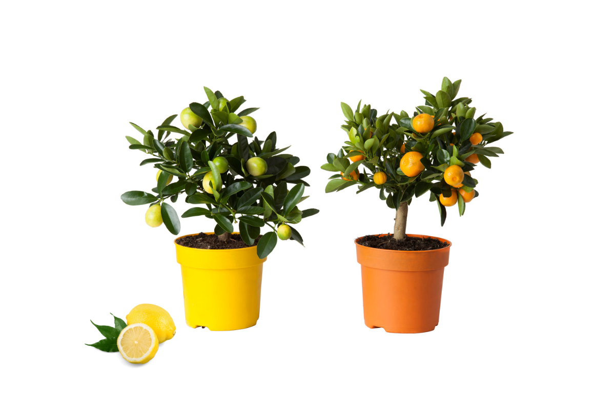 CITRUS, MIX (Citrus sp.), P21H70