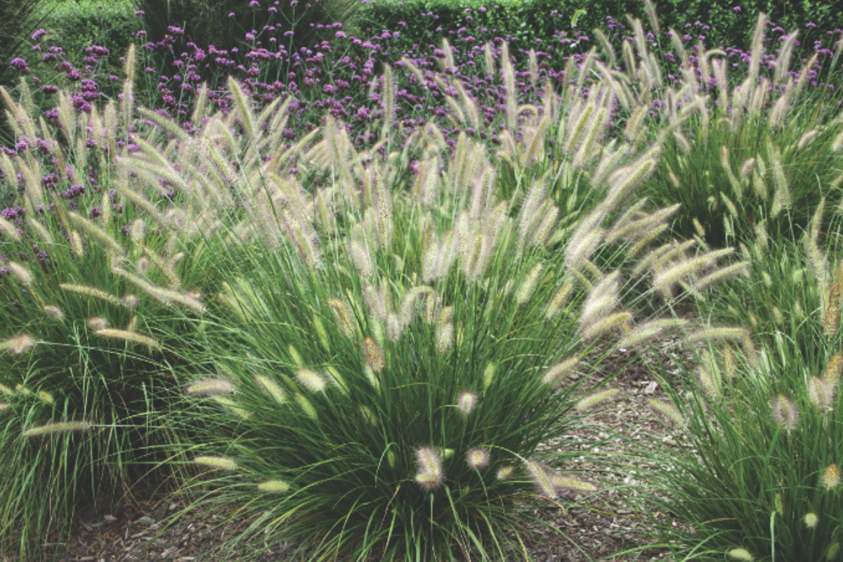 PERJANKA (Pennisetun alopecuroides 