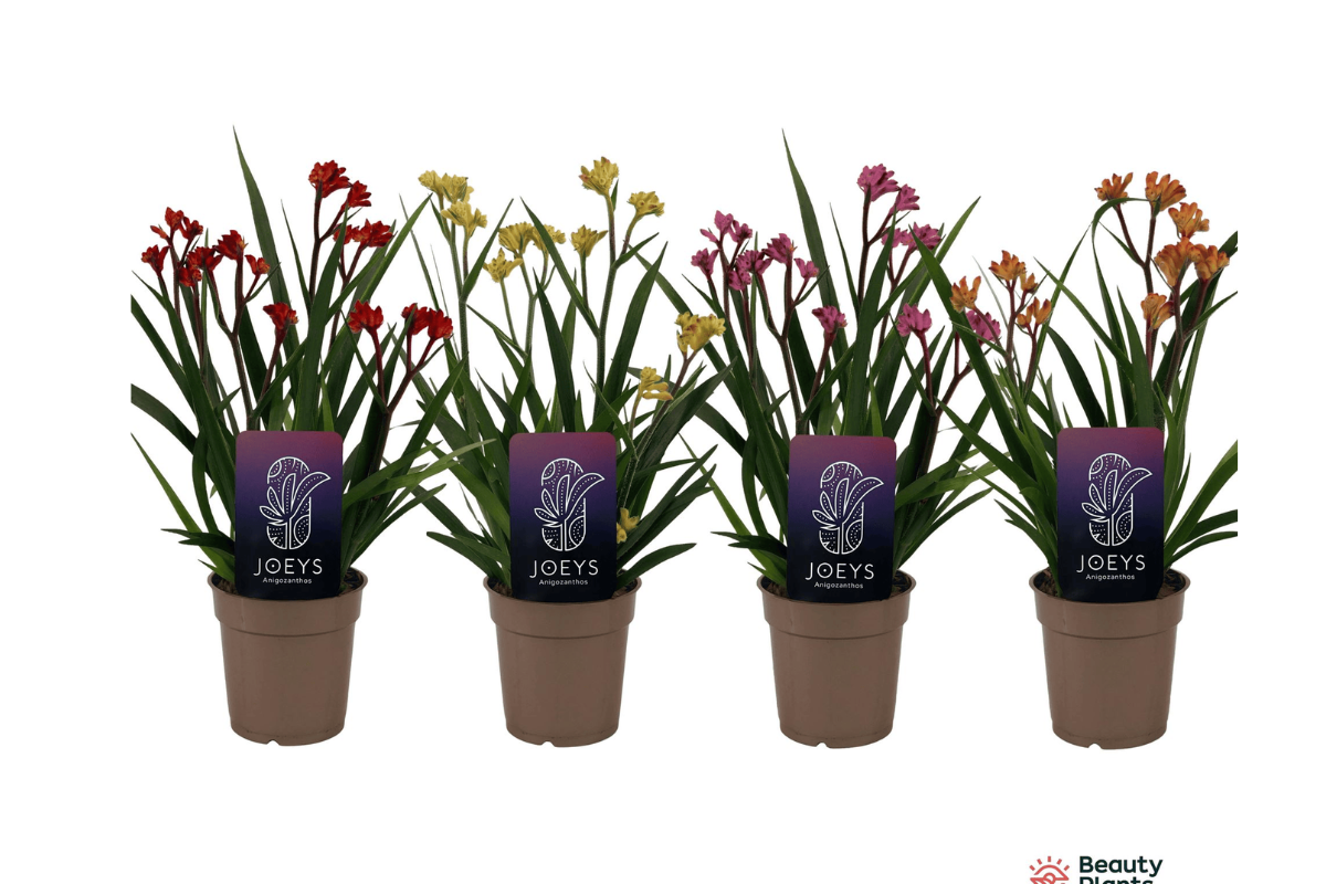 ANIGOZANTHOS, KENGURUJEVE TAČKE, MIX (Anigozanthos sp.), P12H40 