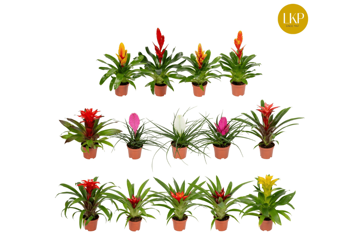 BROMELIJA, ADVANTURE MIX (Bromelia, 13 Advanture mixed), P9H30