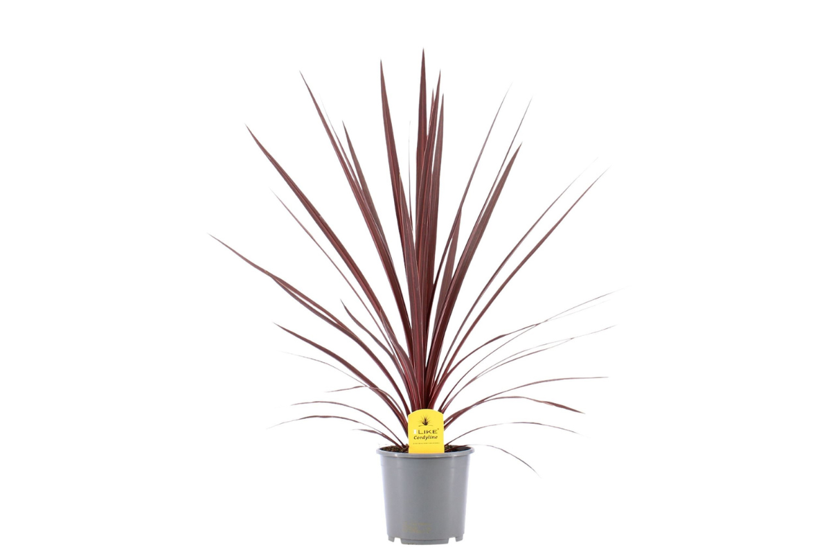 KIJEVKA ( Cordyline australis