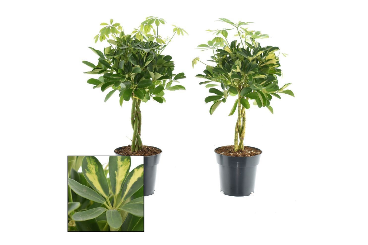 ŠEFLERA, DREVESASTA MIX (Schefflera arboricola), P17H60