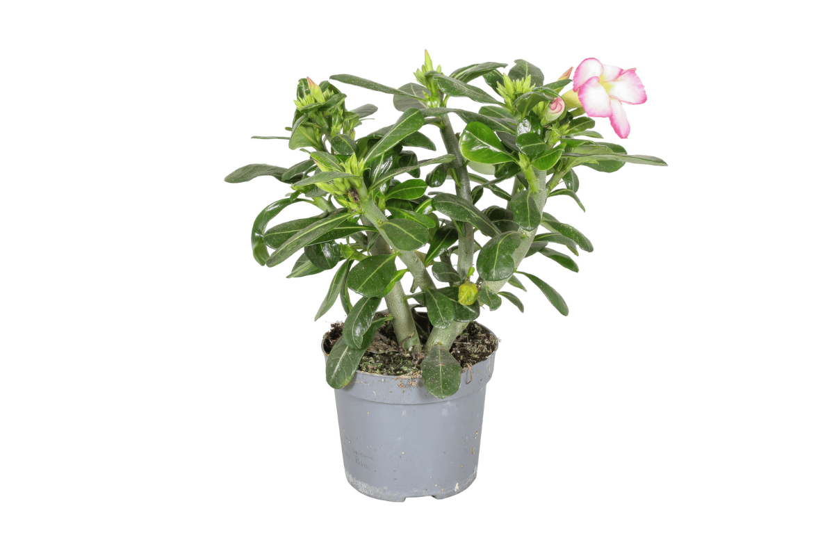 PUŠČAVSKA ROŽA (Adenium obesum 