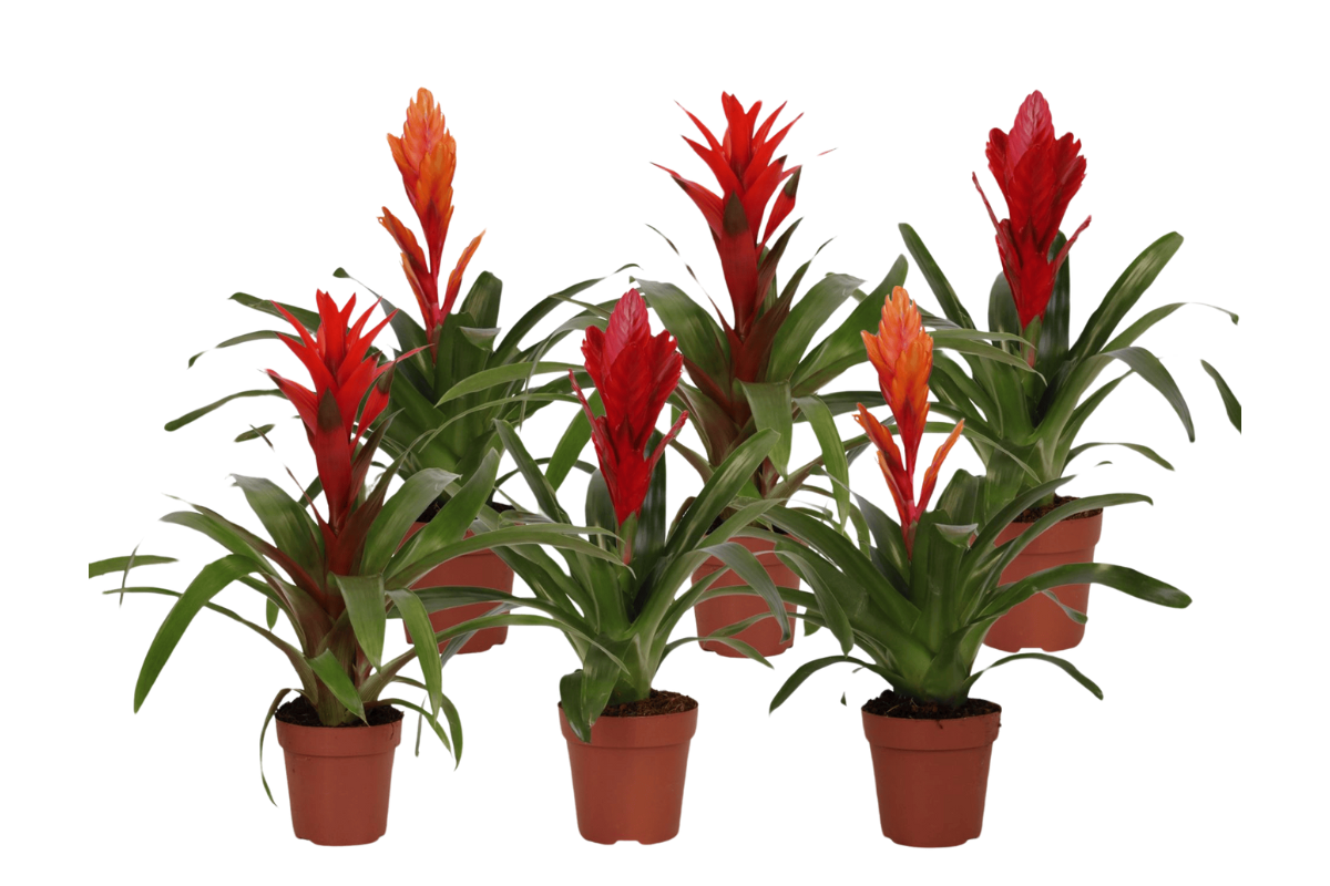 BROMELIJA, URBAN MIX (Bromelia, Urban mix), P12H45 