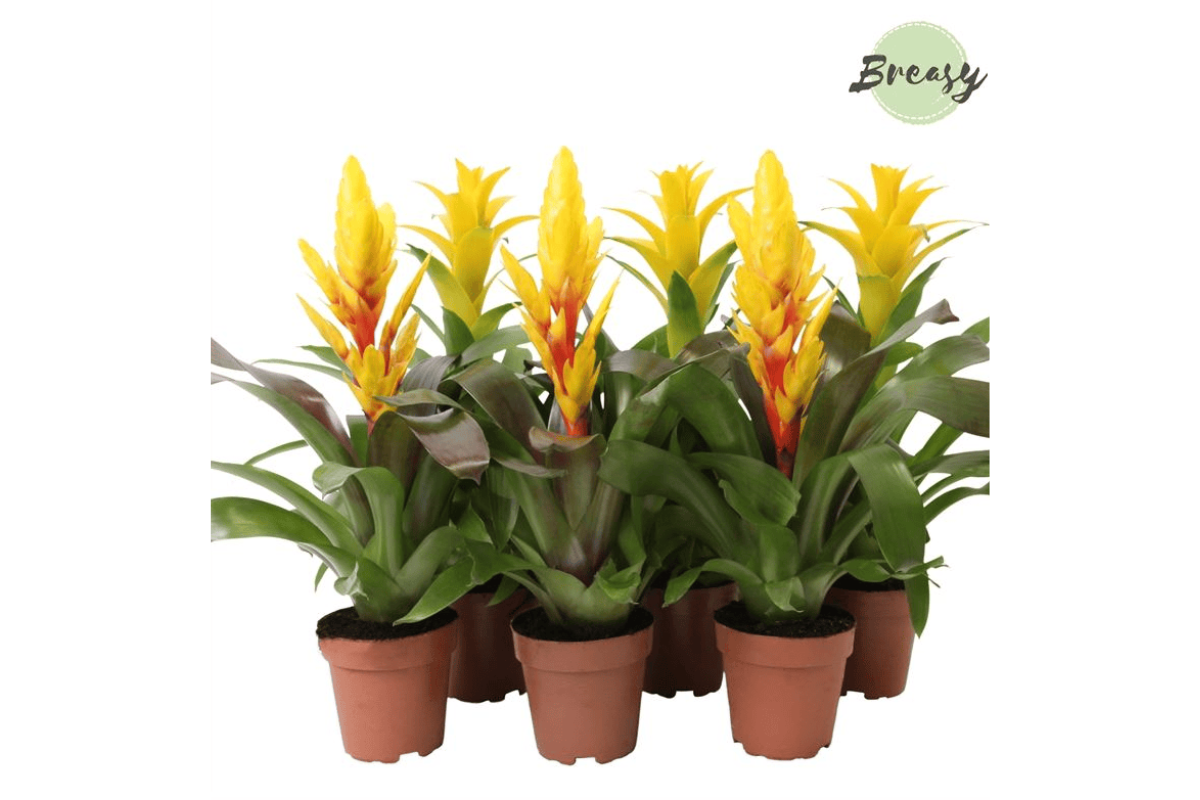 BROMELIJA, RUMENI MIX (Bromelia, Yellow mix), P12H45 