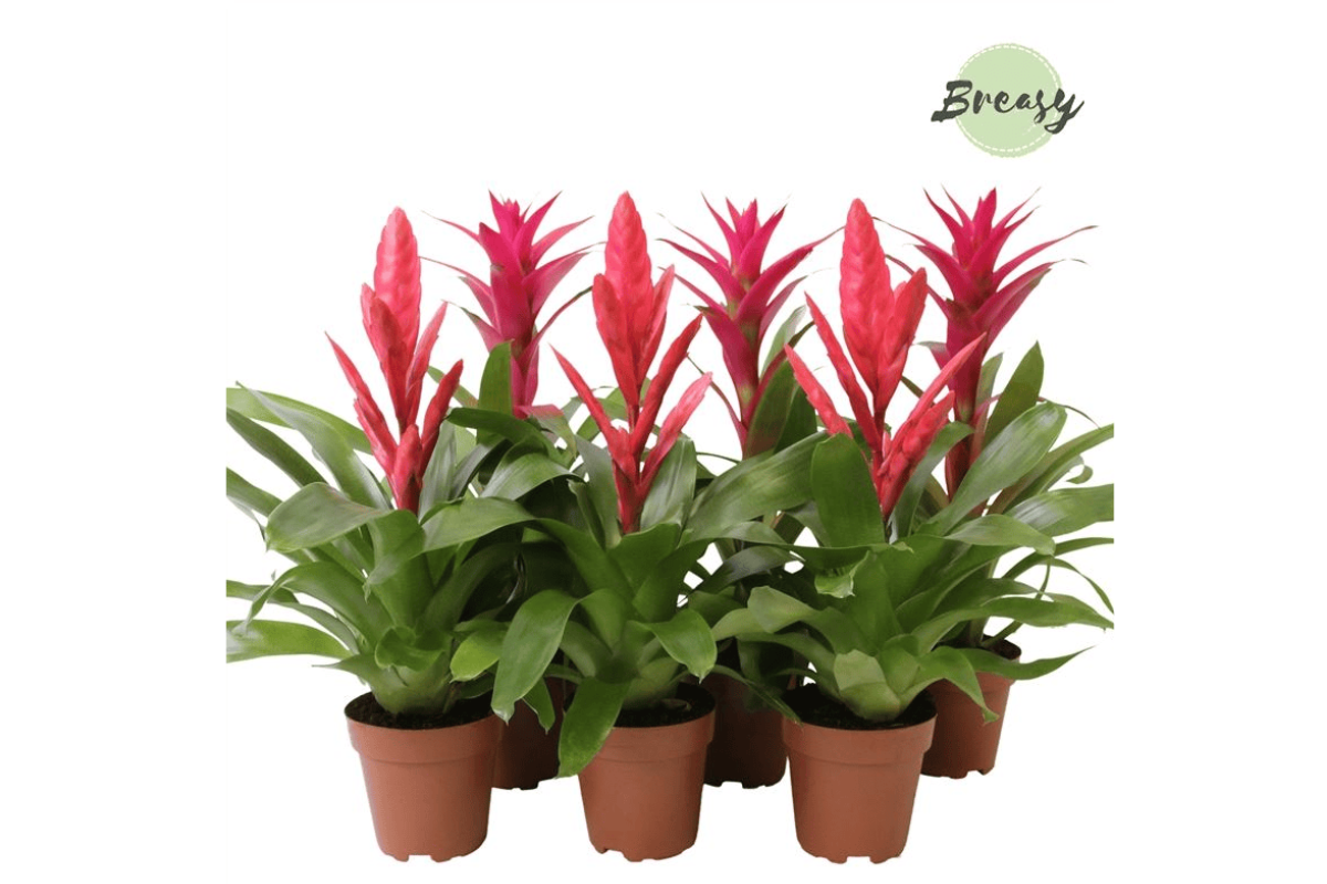 BROMELIJA, ROZA MIX (Bromelia, Pink mix), P12H45