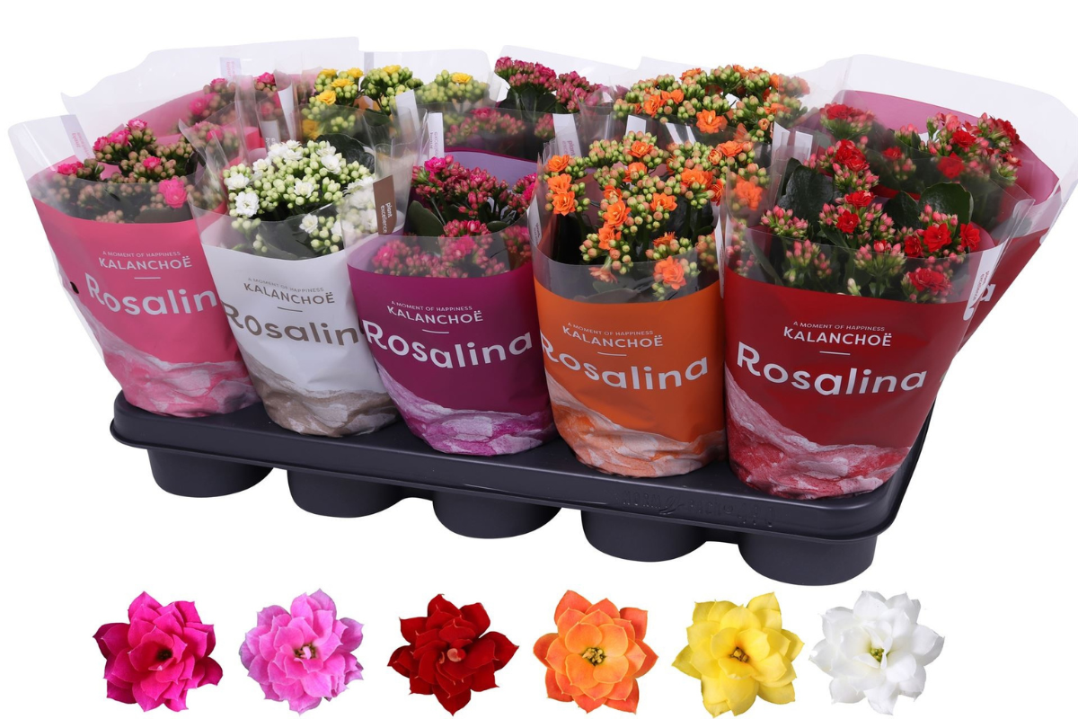 Kalanhoja (Kalanchoe blossfeldiana, RosDon Collection, Ton sur Ton mix), P12H27 