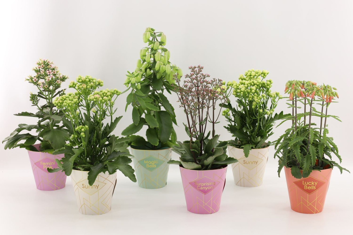 Kalanhoja (Kalanchoe blossfeldiana 