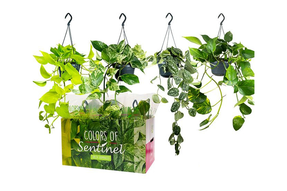 Potos (Epipremnum pinnatum), mix obešanka, P15H40 