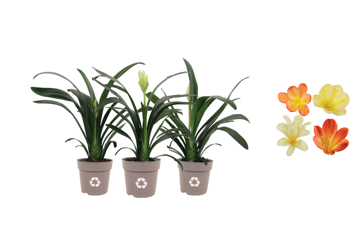 CLIVIA (Clivia miniata), P13H50 