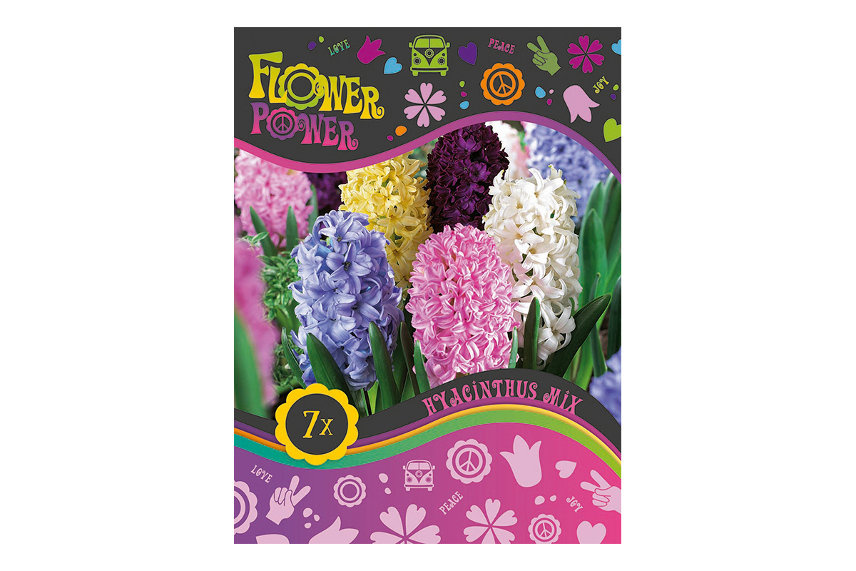 Flover Power Hyacinthus Orientalis mix 5/1 