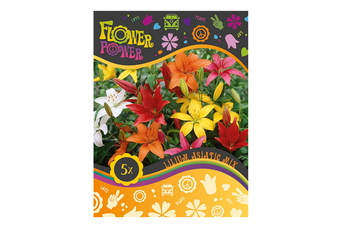 Flover Power Lilium Asiatic mix 4/1 