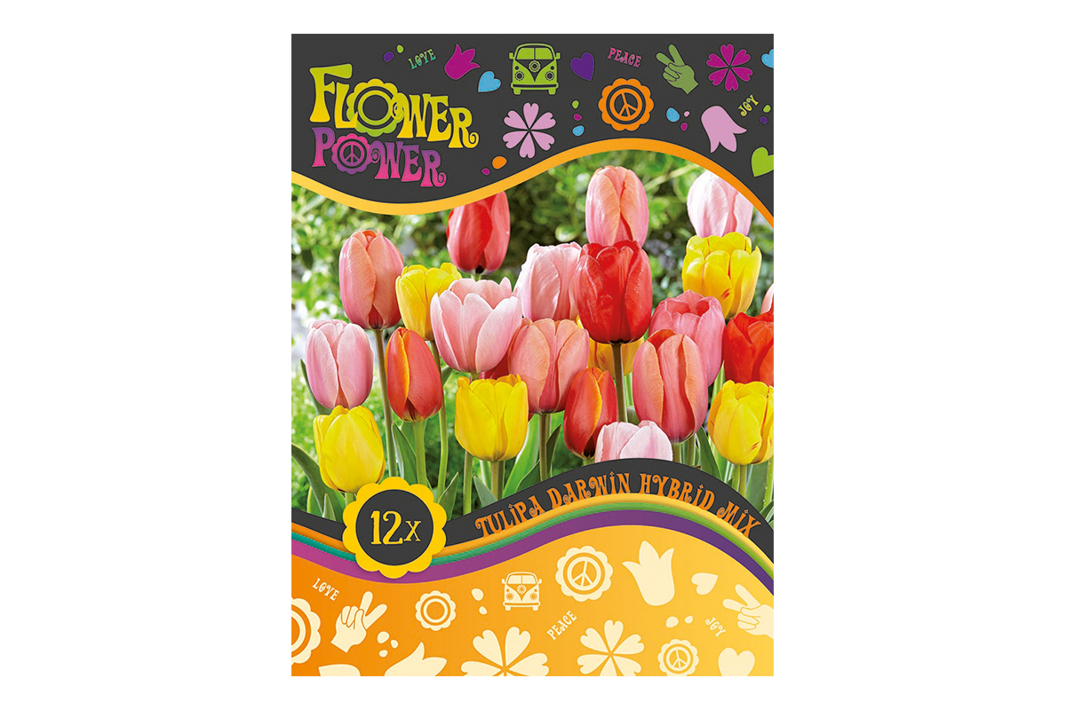 Flover Power Tulipa Darwin Hybrid mix 8/1 