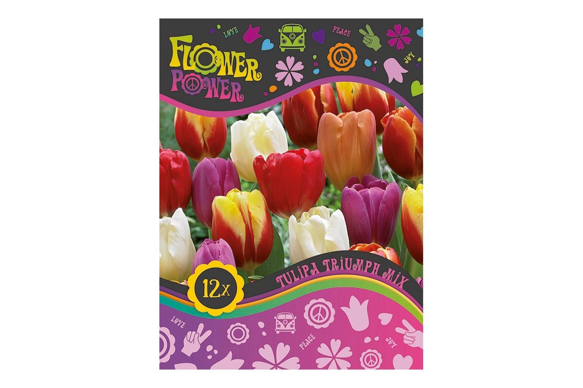 Flover Power Tulipa Triumph mix 8/1 